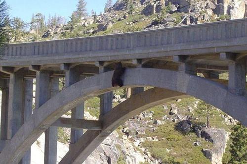 Как спасли медведя, который висел под мостом