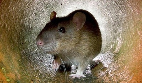 Удивительная история о крысе — друге шахтера