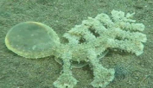 Возле острова Бали обнаружили неопознанное подводное существо