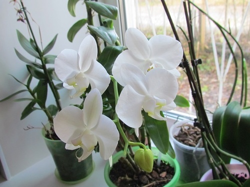 Почему не цветет орхидея и как можно это исправить