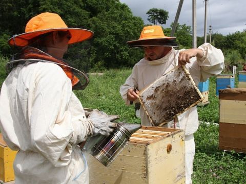 Почему пчеловодов включили к государственным профессиям