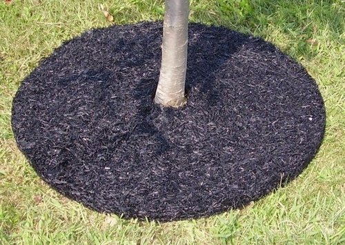 Как правильно содержать почву под плодовыми деревьями 