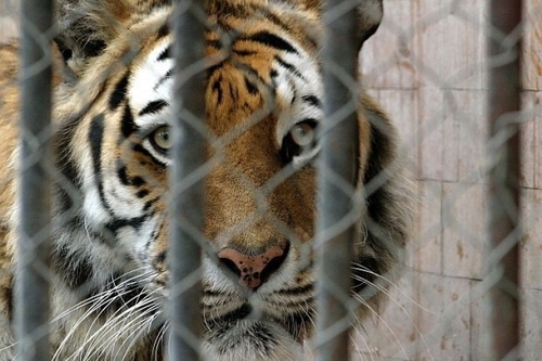 В Николаевском зоопарке мужчина прыгнул в клетку с тиграми 