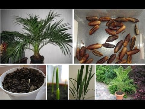 Финиковая пальма: особенности выращивания