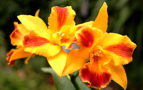 Мифы об орхидеях