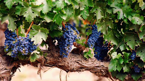 16 советов по выращиванию винограда 