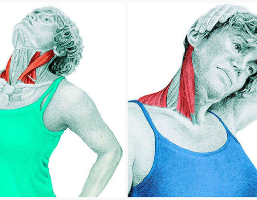 Спиральный твист шеи: упражнения для улучшению кровотока и иннервации