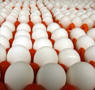 Беларусь запретила куриц и яйца из Украины