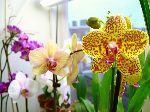 На какое окно поставить орхидею?