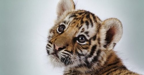 В Харьковском зоопарке поселился амурский тигренок