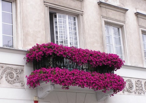 Лучшие цветы для вашего балкона