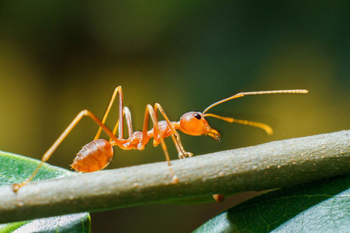 Развеян миф о том, что все муравьи — трудоголики
