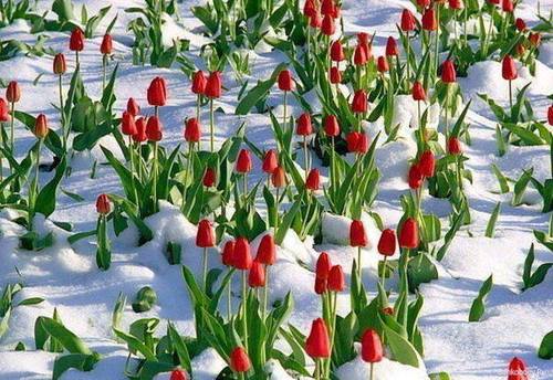 Как заставить тюльпаны цвести среди зимы 