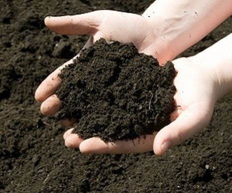 Определяем кислотность почвы самостоятельно