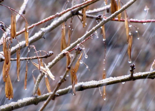 Погода в Украине 5 февраля: пасмурно, мокрый снег
