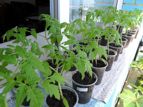Выращиваем рассаду томатов здоровой