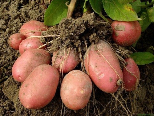 Семь способов выращивания картофеля 