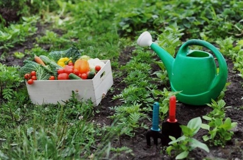 Простой секрет для повышения урожайности в саду и огороде