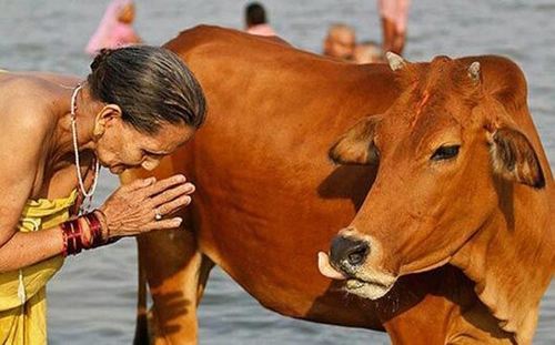 В Индии ввели пожизненное заключение за убийство коровы
