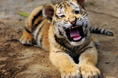 Индийская тигрица поставила рекорд рождаемости 
