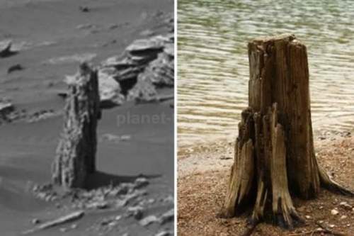 На Марсе найдено дерево