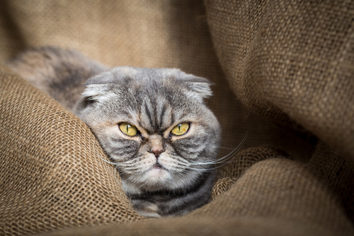 Ветеринары рекомендуют отказаться разводить вислоухих кошек