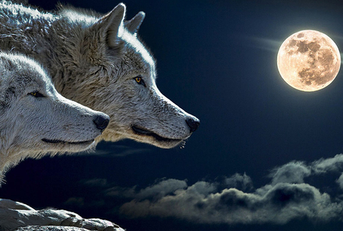 11 мая - полнолуние волка! Не пропустите важный вечер перед явлением
