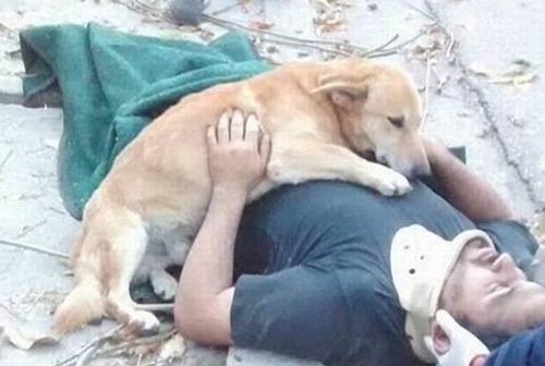 "До слез": собачонка обнимала раненого хозяина, пока не приехали медики