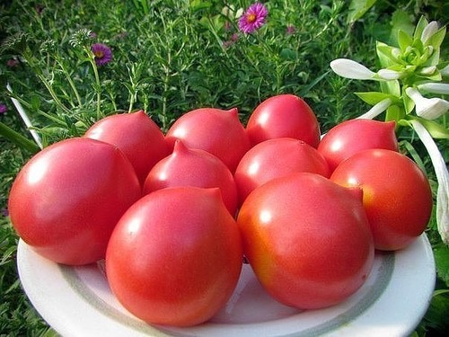 Чем подкармливать помидоры в открытом грунте 
