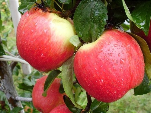 Как ухаживать за яблонями, чтобы увеличить урожай  