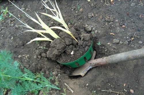 Июнь: выкапываем луковицы тюльпанов