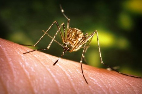 Чем пахнет ваша кожа, и почему вас особенно любят комары?