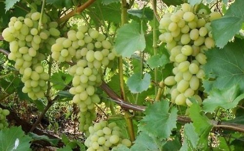 Как ухаживать за плодоносящим виноградником