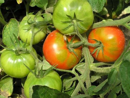 Как ускорить созревание томатов (помидоров)