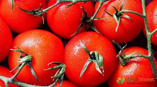 Необычные приемы выращивания обычных томатов, о которых вы не знаете