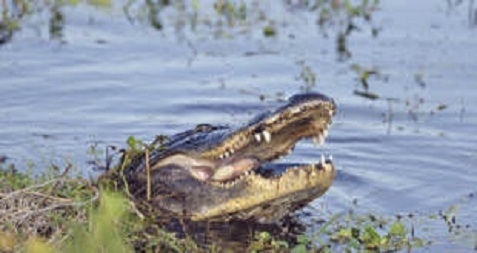 Во Флориде воздушный шар сел на пруд с аллигаторами (Видео)