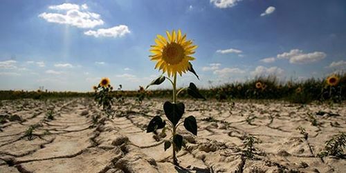 В Украине зафиксирована наибольшая за 10 лет засуха