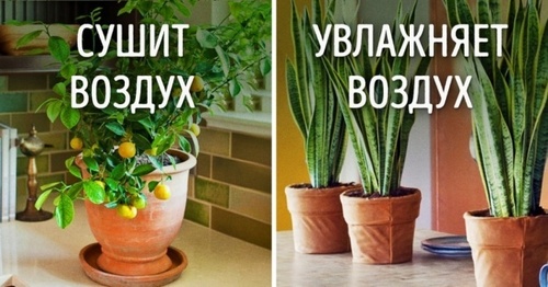 Растения для идеального микроклимата в доме