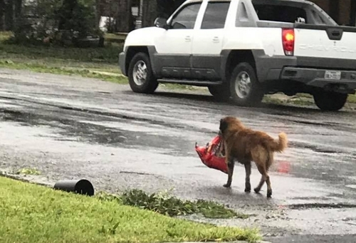 Подготовившийся к урагану в Техасе пес стал героем