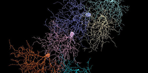 Нейробиологи обнаружили в мозге человека оптический волновод