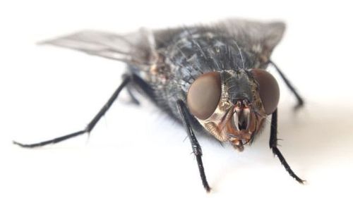 Почему человеку так трудно убить муху