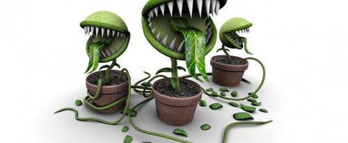 Ядовитые растения, которые живут у вас дома