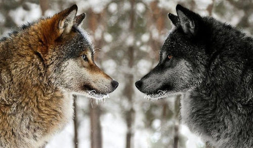 Про двух волков