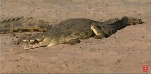В Австралии крокодил съел 79-летнею женщину