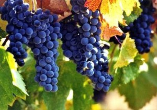 Когда и как лучше сажать виноград