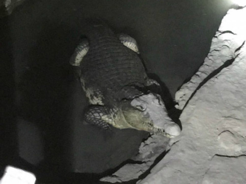 В Петербурге в подвале дома плавает огромный нильский крокодил