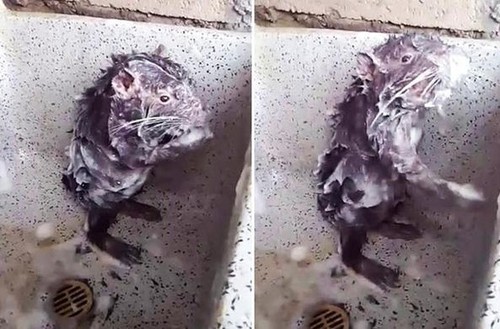 Раскрыта тайна видео с принимающей душ крысой