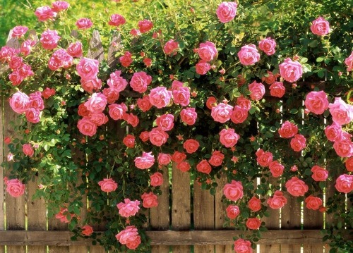 Правила выращивания королевы сада – кустовой розы