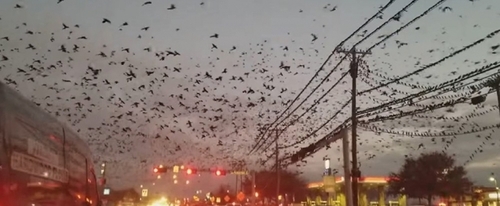 Каждый год птицы слетаются к этому перекрестку в Техасе (ВИДЕО)