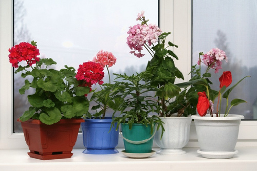Какие домашние растения полезны